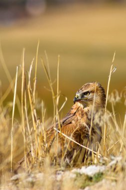 Avcı şahin kuşu. Sarı kuru çim arka planda. Kuş: uzun bacaklı Buzzard. Buteo Rufinus. 
