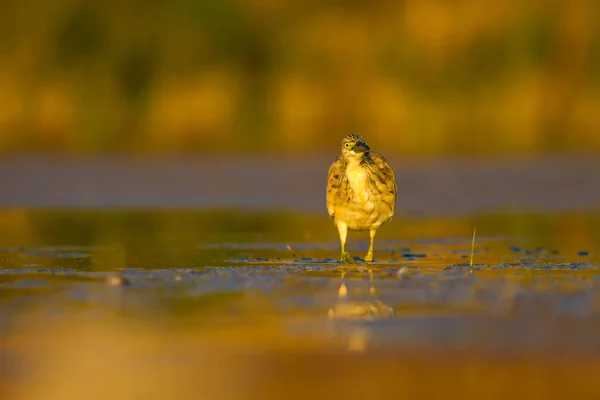 Cazando Garza Fondo Amarillo Verde Hábitat Naturaleza Especie Garza Squacco —  Fotos de Stock