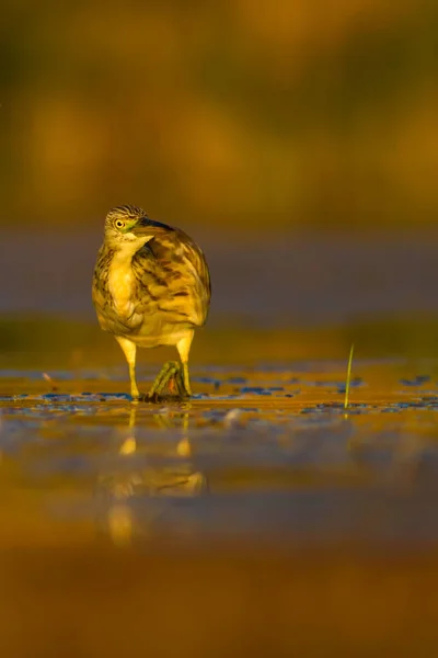 Vadászat Gitt Sárga Zöld Jellegű Élőhely Háttérrel Faj Squacco Heron — Stock Fotó