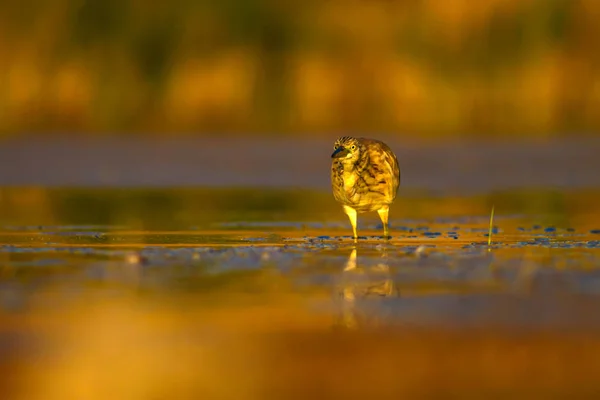 Полювання Чапля Жовта Зелена Природа Тлі Хабітат Порода Хероко Чапля — стокове фото