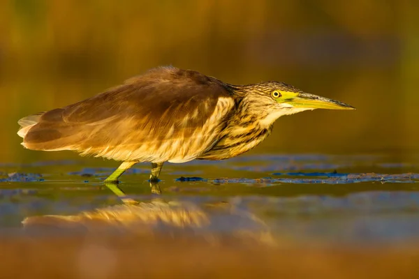 Jacht Reiger Gele Groene Natuur Habitat Achtergrond Soorten Squacco Heron — Stockfoto