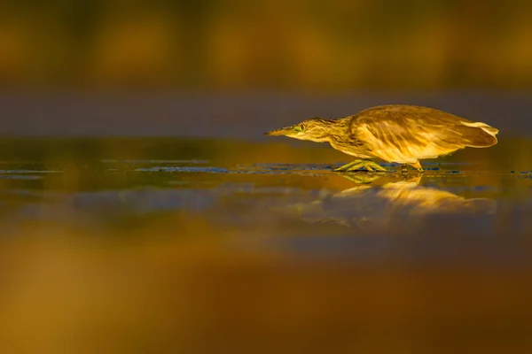 Охота Цаплю Желто Зеленый Фон Естественной Среды Обитания Вид Squacco — стоковое фото