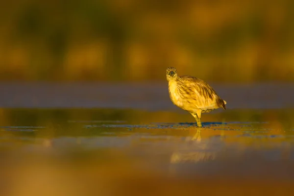 Cazando Garza Fondo Amarillo Verde Hábitat Naturaleza Especie Garza Squacco — Foto de Stock