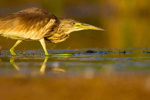 Reiher Jagen Gelb Grün Wasser Natur Lebensraum Hintergrund Vogel Reiher — Stockfoto