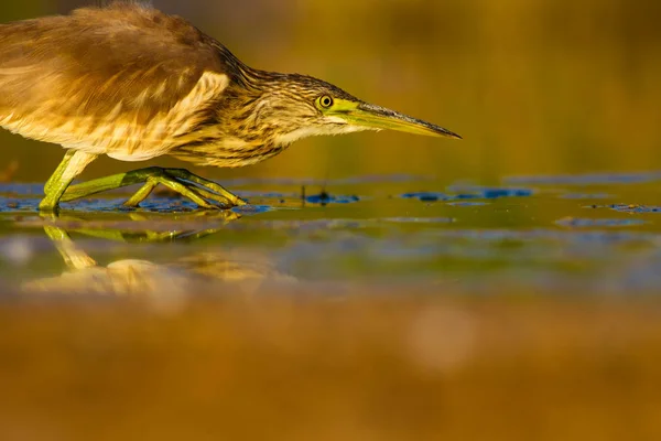 Охочусь Цаплю Желто Зеленый Фон Естественной Среды Обитания Герон Сквоко — стоковое фото