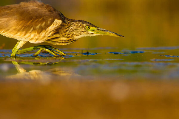 Hunting heron. Yellow green water nature habitat background. Bird: Squacco Heron. Ardeola ralloides.