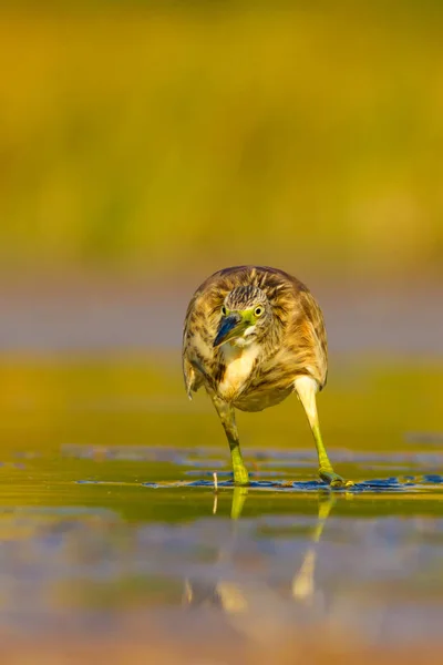 ヘロンを狩る黄色い緑の水の自然の生息地の背景 スクワッコ ヘロン アルデオラ ラロイド — ストック写真