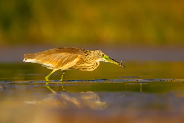 Охочусь Цаплю Желто Зеленый Фон Естественной Среды Обитания Герон Сквоко — стоковое фото