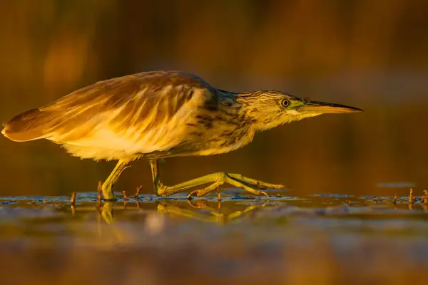 Balıkçılı Sarı Yeşil Doğa Habitat Arka Plan Kuş Squacco Heron — Stok fotoğraf