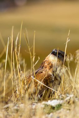 Yırtıcı şahin kuşu. Doğa habitat arka plan. Kuş: Uzun bacaklı Şahin. Buteo rufinus.