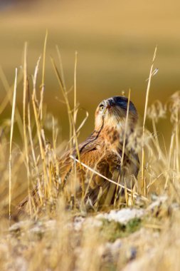 Yırtıcı şahin kuşu. Doğa habitat arka plan. Kuş: Uzun bacaklı Şahin. Buteo rufinus.