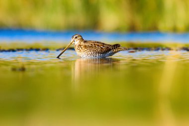 Su kuşu ve doğa arka plan. Yeşil, sarı su habitat arka plan. Su yansıması. Kuş: Ortak Çulluk. Gallinago gallinago.
