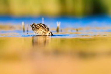 Su kuşu ve doğa arka plan. Yeşil, sarı su habitat arka plan. Su yansıması. Kuş: Ortak Çulluk. Gallinago gallinago.
