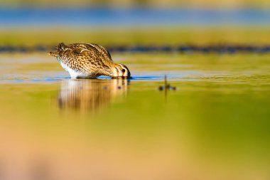 Su kuşu ve doğa arka plan. Yeşil, sarı su habitat arka plan. Su yansıması. Kuş: Ortak Çulluk. Gallinago gallinago.