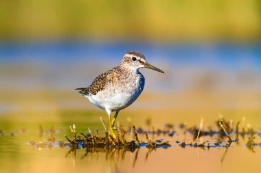 Sevimli kuş Sandpiper. Sıcak renkler doğa arka plan. Marsh Sandpiper. Tringa stagnatilis. Asya, Avrupa, Afrika, Amerika ortak kuş türleri. 