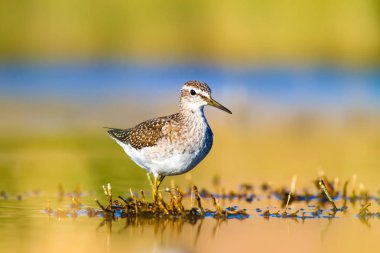 Sevimli kuş Sandpiper. Sıcak renkler doğa arka plan. Marsh Sandpiper. Tringa stagnatilis. Asya, Avrupa, Afrika, Amerika ortak kuş türleri. 