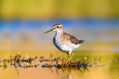 Sevimli kuş Sandpiper. Sıcak renkler doğa arka plan. Marsh Sandpiper. Tringa stagnatilis. Asya, Avrupa, Afrika, Amerika ortak kuş türleri. 