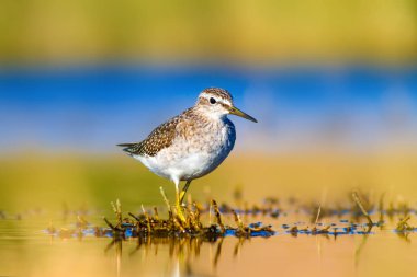 Sevimli kuş Sandpiper. Sıcak renkler doğa arka plan. Marsh Sandpiper. Tringa stagnatilis. Asya, Avrupa, Afrika, Amerika ortak kuş türleri. 