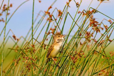 Şarkı söyleyen kuş. Doğa habitat arka plan. Kuş: Büyük Sazlık Ötleğeni. Acrocephalus arundinaceus.