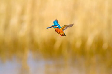 Uçan renkli kuş Kingfisher. Kingfisher havada geziniyor. Sarı doğa arka planı. Kuş: Ortak Kingfisher. Alcedo atthis.