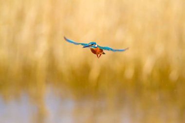 Uçan renkli kuş Kingfisher. Kingfisher havada geziniyor. Sarı doğa arka planı. Kuş: Ortak Kingfisher. Alcedo atthis.