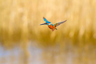 Uçan renkli kuş Kingfisher. Kingfisher havada geziniyor. Sarı doğa arka planı. Kuş: Ortak Kingfisher. Alcedo atthis.