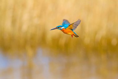 Uçan renkli kuş Kingfisher. Kingfisher havada geziniyor. Sarı doğa arka planı. Kuş: Ortak Kingfisher. Alcedo atthis.