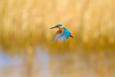Uçan renkli kuş Kingfisher. Kingfisher havada geziniyor. Sarı doğa arka planı. Kuş: Ortak Kingfisher. Alcedo atthis.