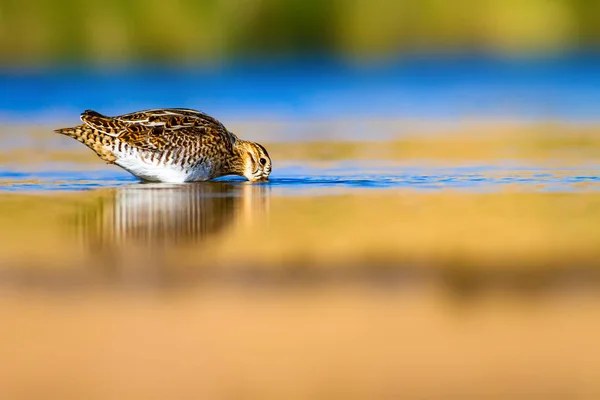 Vodní Pták Pozadí Přírody Zelená Žlutá Vodní Prostředí Odraz Vody — Stock fotografie