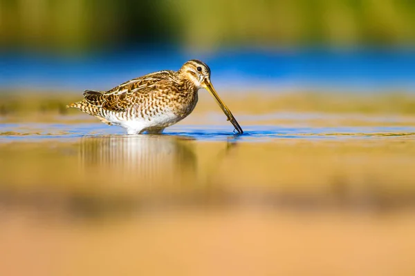 Vodní Pták Pozadí Přírody Zelená Žlutá Vodní Prostředí Odraz Vody — Stock fotografie