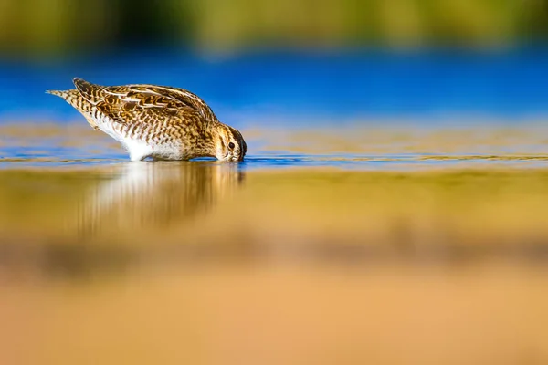 Water bird and nature background. Green, yellow water habitat background. Water reflection. Bird: Common Snipe. Gallinago gallinago.