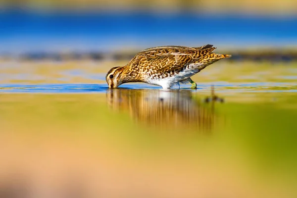 水鳥と自然の背景 黄色の水の生息地の背景 水の反射 一般的なスナイプ ガリナゴ ガリナゴ — ストック写真
