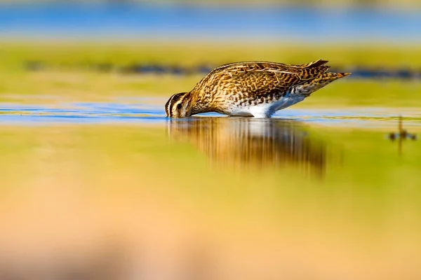 Водоплавающая Птица Природа Зеленый Желтый Фон Водной Среды Обитания Отражение — стоковое фото
