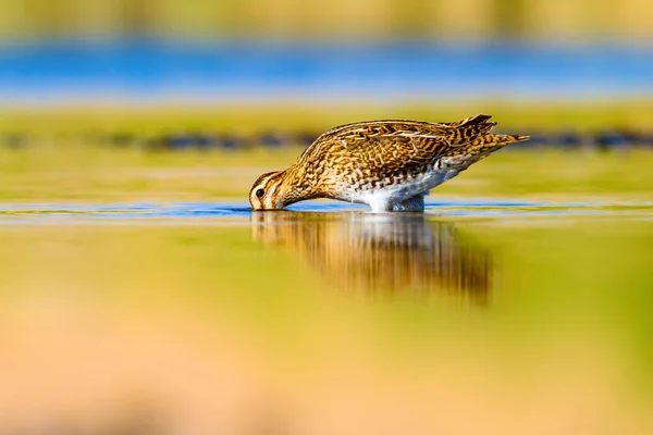 Водоплавающая Птица Природа Зеленый Желтый Фон Водной Среды Обитания Отражение — стоковое фото