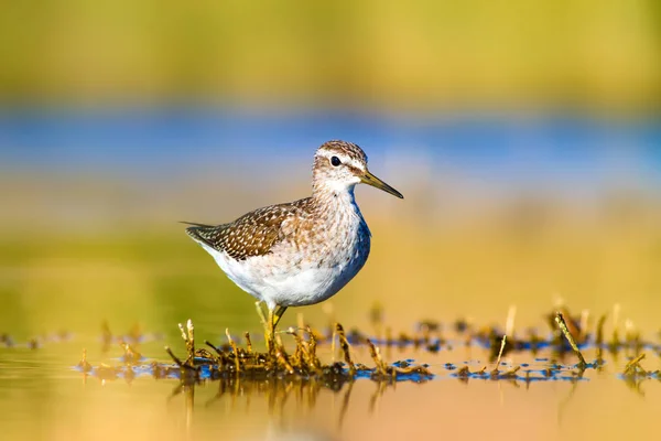 Lindo Pájaro Sandpiper Colores Cálidos Naturaleza Fondo Marsh Sandpiper Tringa —  Fotos de Stock