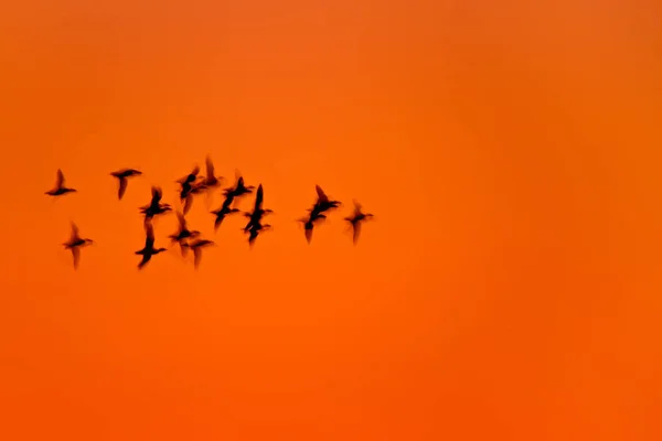 Natur Und Vögel Abstraktes Naturfoto Schwenkfoto Natürlicher Hintergrund — Stockfoto