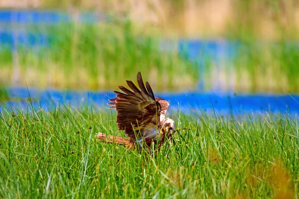 Falcão Voador Western Marsh Harrier Natureza Fundo — Fotografia de Stock