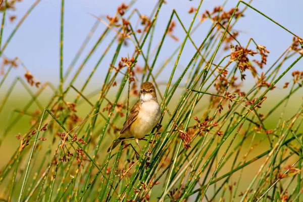 Pájaro Cantor Fondo Hábitat Natural Bird Great Reed Warbler Acrocephalus — Foto de Stock