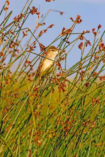 Oiseau Chanteur Habitat Naturel Fond Oiseau Grande Paruline Roseau Acrocephalus — Photo