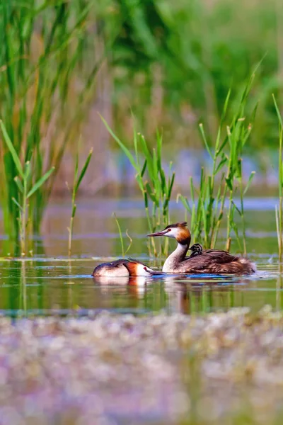 Bird family. Nature and bird. Green yellow water nature background. Bird: Great Crested Grebe. Podiceps cristatus.