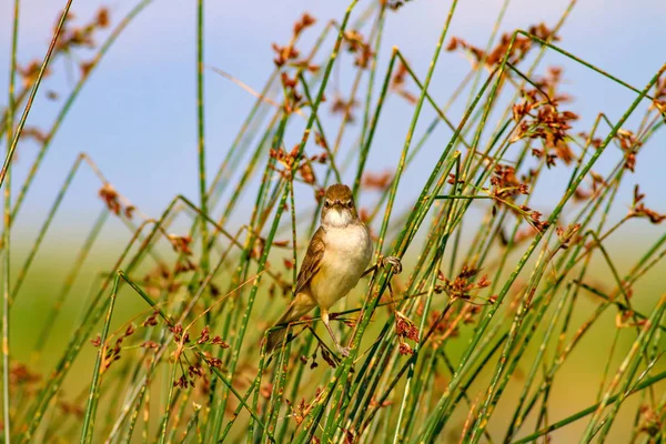 Поющая Птица Природная Среда Обитания Great Reed Warbler Acrohhalus Arundinaceus — стоковое фото