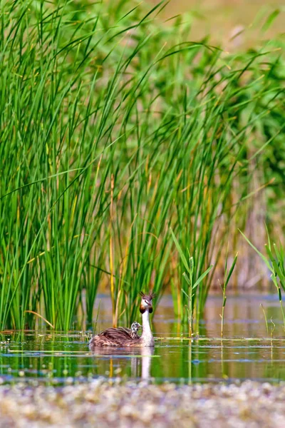 Vogel Familie Natuur Vogel Groen Geel Water Natuur Achtergrond Vogel — Stockfoto