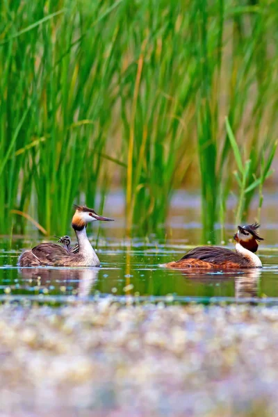 Bird family. Nature and bird. Green yellow water nature background. Bird: Great Crested Grebe. Podiceps cristatus.