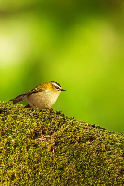 Söt Liten Fågel Goldcrest Träd Naturlig Bakgrund Fågel Goldcrest Regulus — Stockfoto