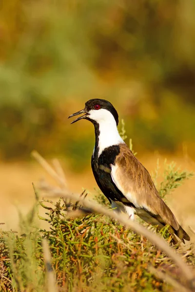 Sporre Bevingade Lapwing Vanellus Spinosus Torr Natur Bakgrund — Stockfoto