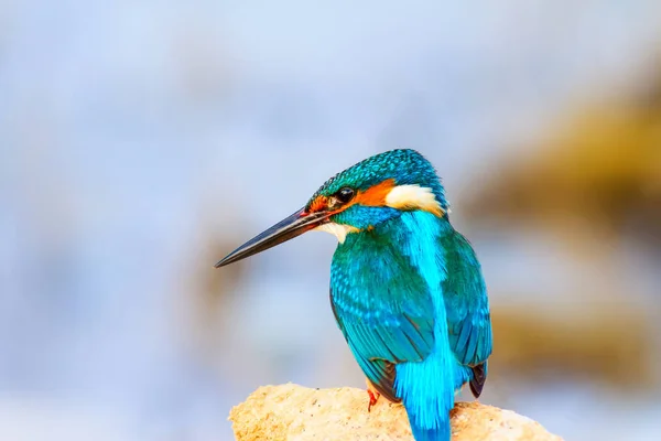 Söt Liten Fågel Kungsfiskare Färgstark Natur Bakgrund Fågel Gemensam Kungsfiskare — Stockfoto