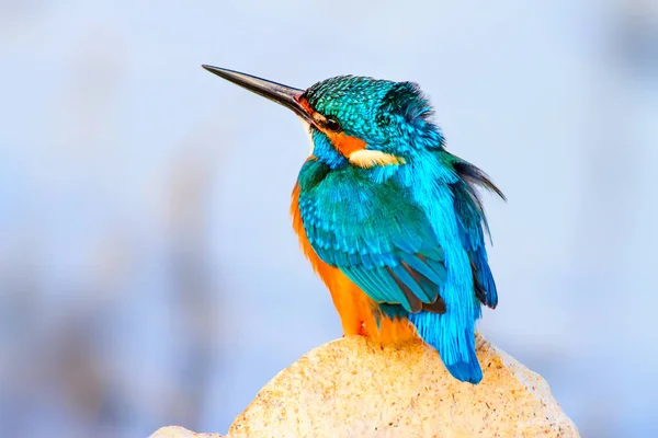 Roztomilý Ptáček Kingfisher Barevný Přírodní Pozadí Ptačí Pták Běžný Kingfisher — Stock fotografie