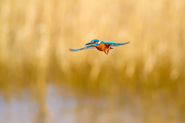 飞五颜六色的鸟翠鸟 翠鸟盘旋 黄色自然背景 常见的翠鸟 阿尔塞多 阿特西 — 图库照片
