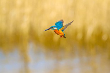 Uçan renkli kuş Kingfisher. Kingfisher havada geziniyor. Sarı doğa arka planı. Kuş: Ortak Kingfisher. Alcedo atthis.