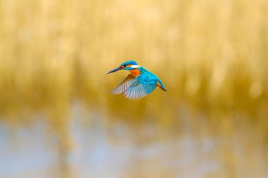 Uçan renkli kuş Kingfisher. Kingfisher havada geziniyor. Sarı doğa arka planı. Kuş: Ortak Kingfisher. Alcedo atthis.